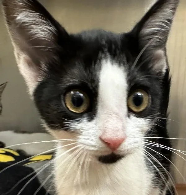 A baby small-sized female Domestic Short Hair cat named Bayberry for adoption in Walnut Creek, CA