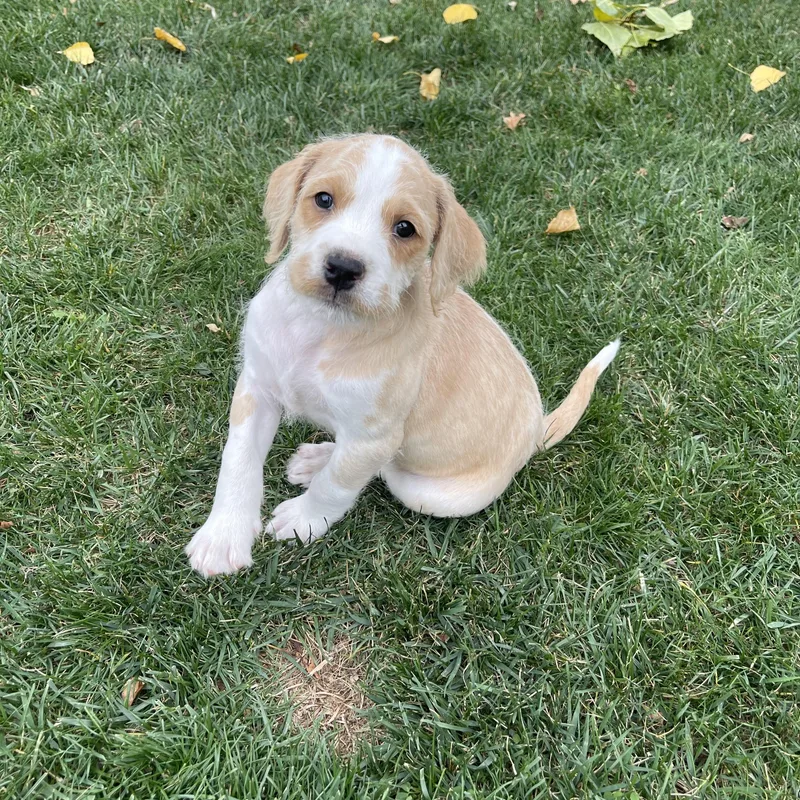 A baby large-sized male Standard Poodle dog named Wildflowers for adoption in Winter, WI