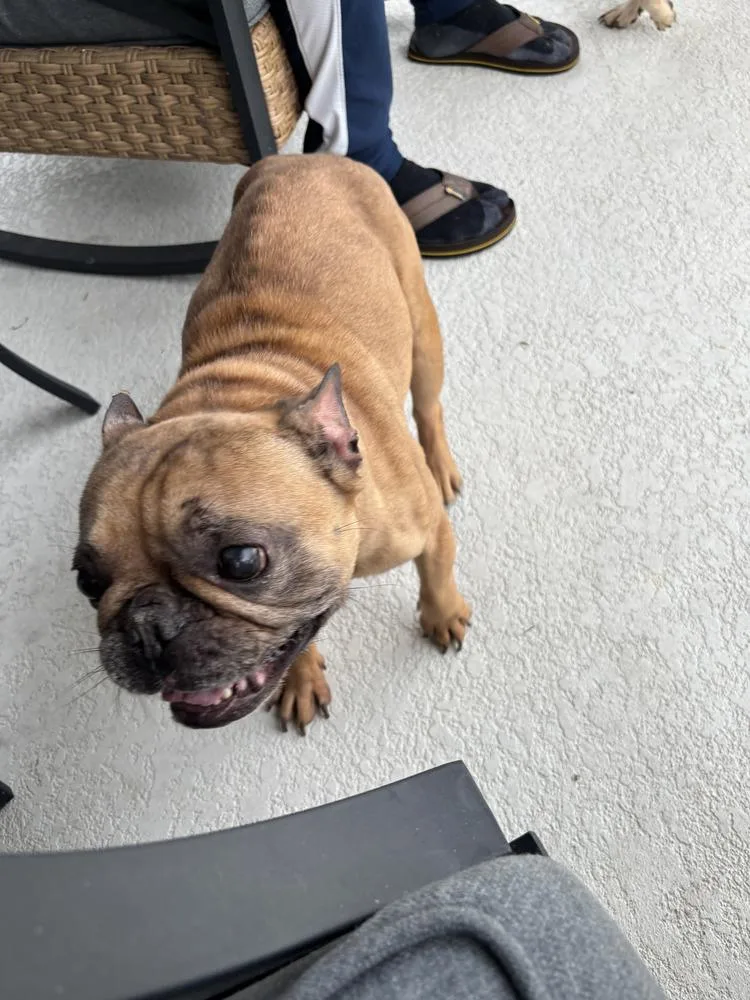 Frenchie  Male