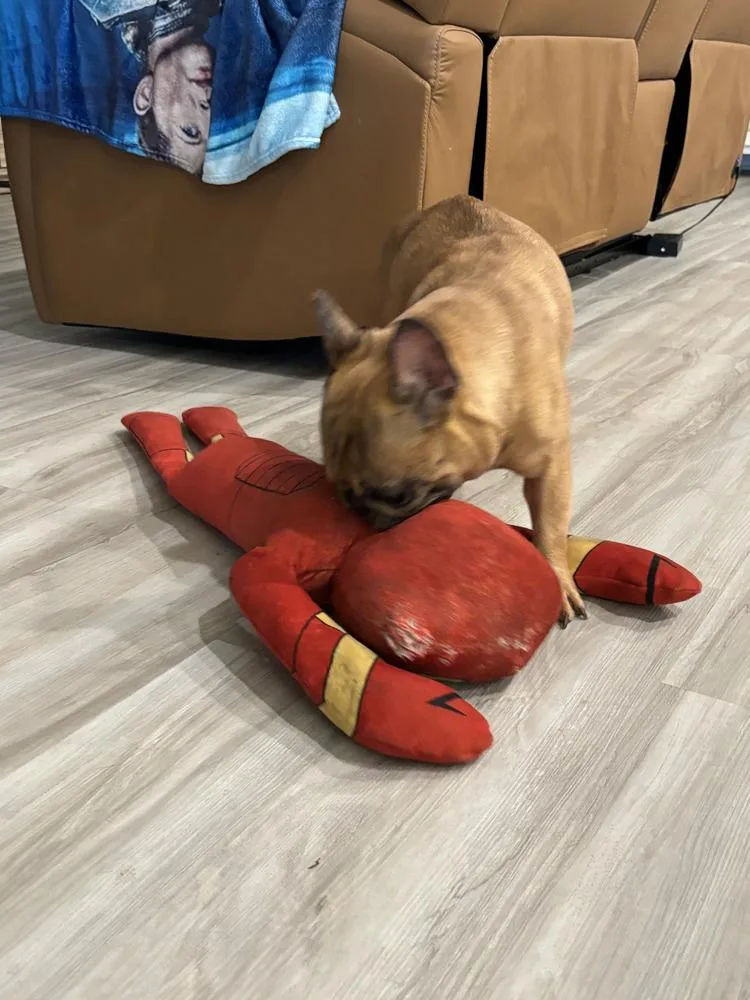 Frenchie  Male thumbnail 2