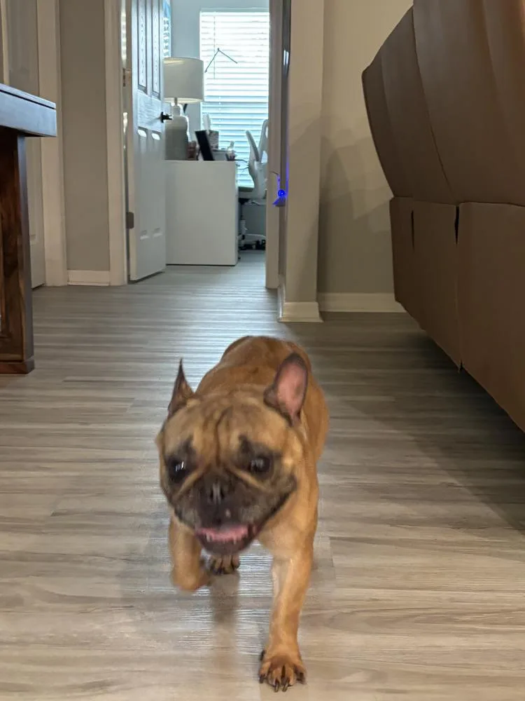 Frenchie  Male thumbnail 3