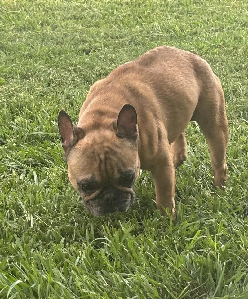 Frenchie  Male thumbnail 4