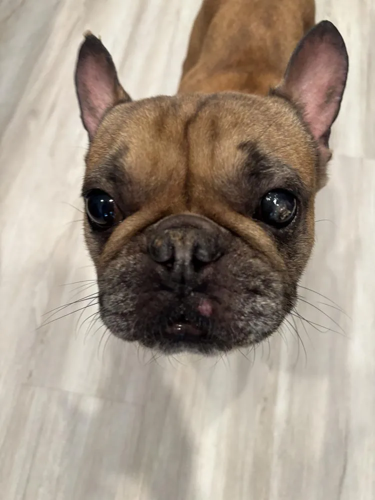 Frenchie  Male thumbnail 5