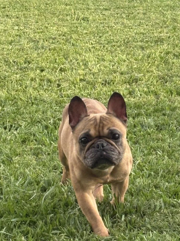 Frenchie  Male thumbnail 6