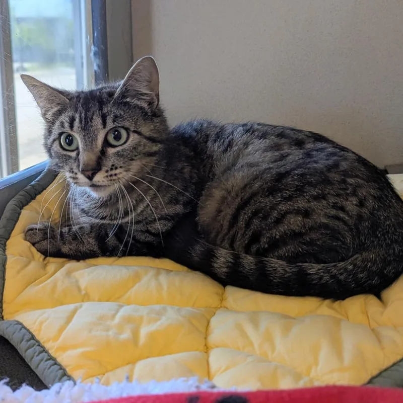 A young medium-sized female Domestic Short Hair cat named Tabitha for adoption in Aberdeen, WA