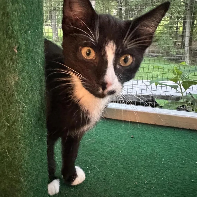 A baby small-sized male Black Domestic Short Hair cat named Cygnus for adoption in Fredericksburg, VA