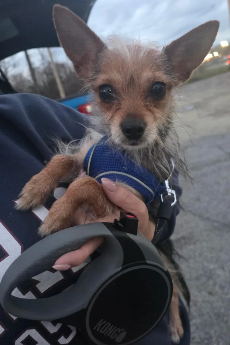 An adult small-sized female Yorkshire Terrier dog named Harriet for adoption in merrillville, IN