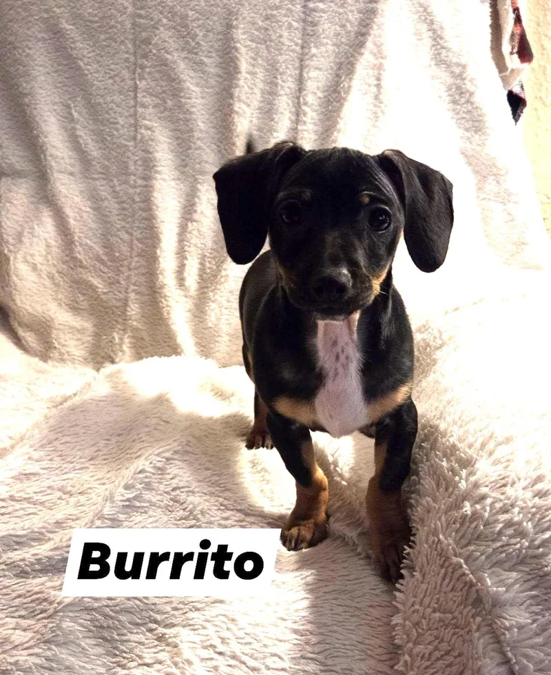 A baby small-sized male Black Chiweenie dog named Burrito for adoption in Oakdale, CA