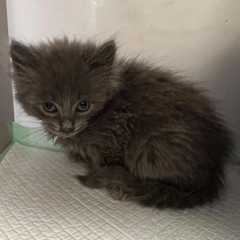 A baby small-sized male Gray / Blue / Silver Domestic Long Hair cat named Asher for adoption in Winchester, VA