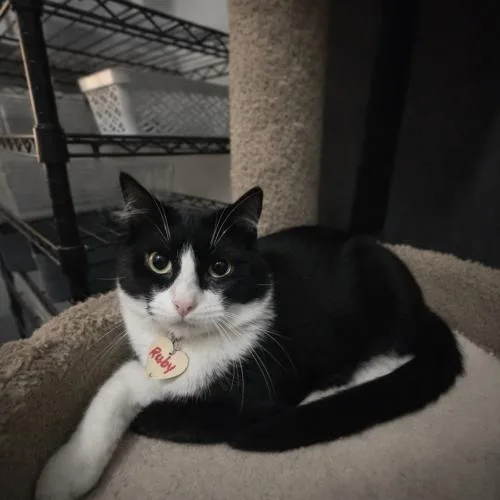 A baby small-sized female Domestic Short Hair cat named Ruby for adoption in Paulina, LA