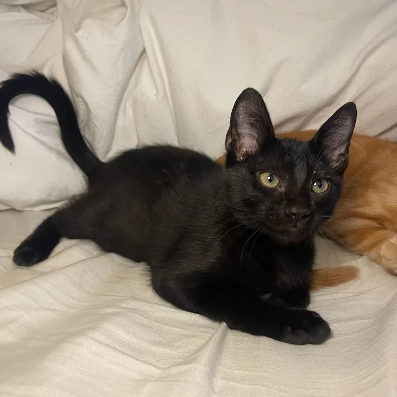 A baby small-sized female Black Domestic Short Hair cat named Perfectly Imperfect Miss Ash for adoption in Boca Raton, FL