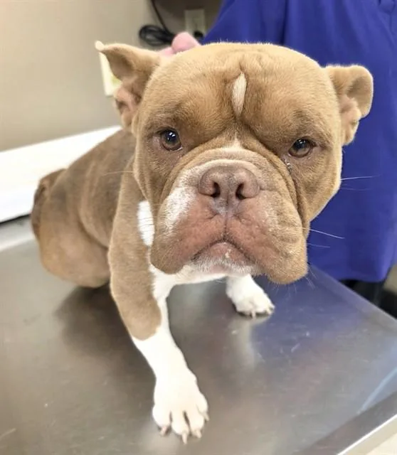 A young medium-sized male Pit Bull Terrier dog named A for adoption in Conroe, TX