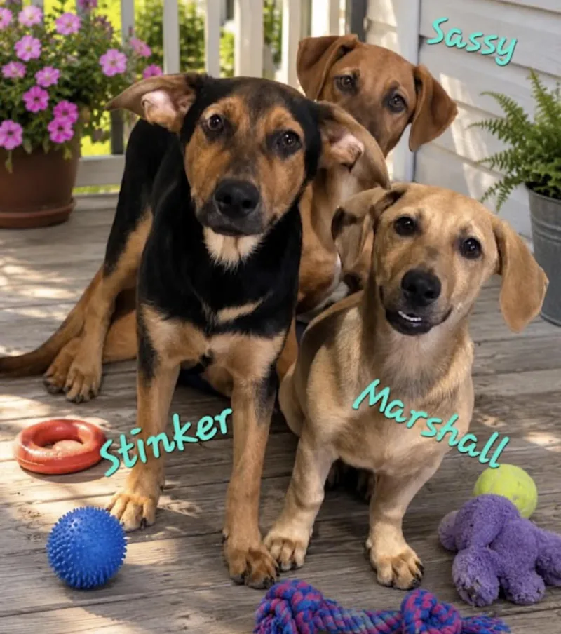 Stinker