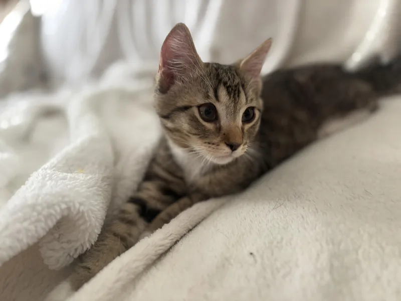 A baby medium-sized female Tabby (Buff / Tan / Fawn) Domestic Short Hair cat named Lily for adoption in Mayfield, NY