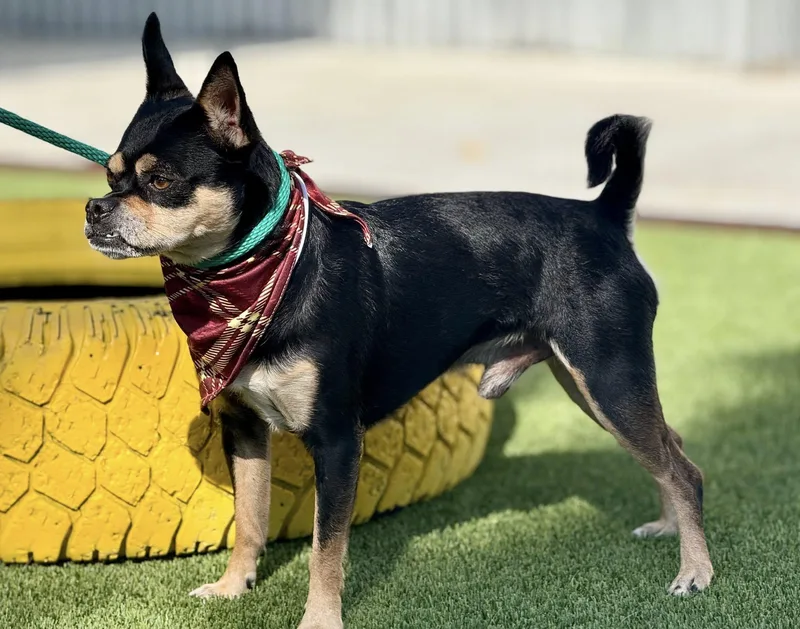 Beetle  I'm A thumbnail 2