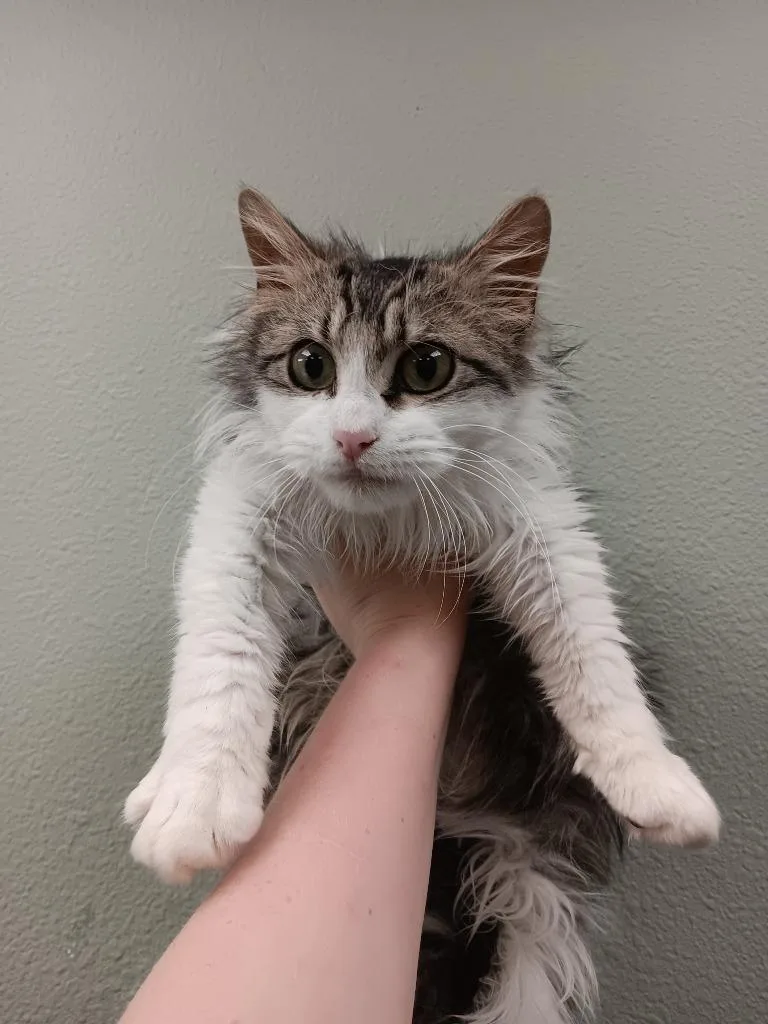 Chocolate Chip Pancake