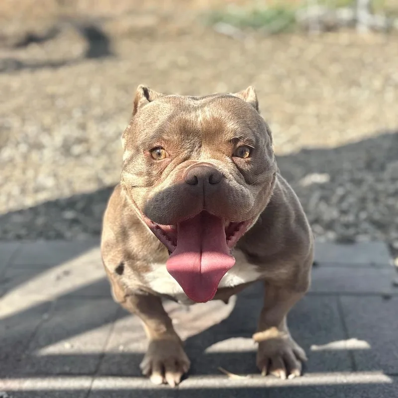 An adult medium-sized female English Bulldog dog named Lima Bean for adoption in San Pablo, CA