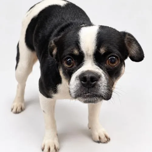 A baby small-sized male Pug dog named Ezra for adoption in Seattle, WA