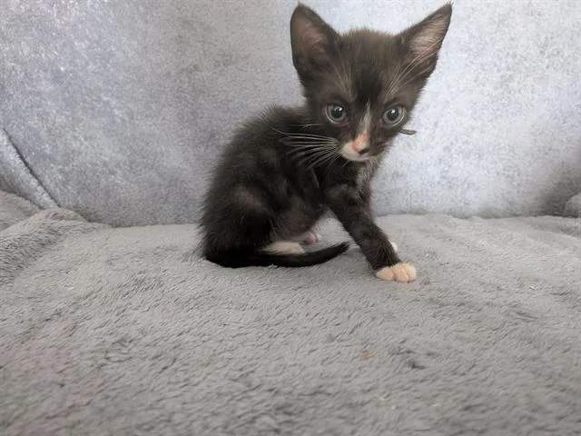 A baby small-sized male Domestic Short Hair cat named Thomas O'Malley for adoption in Camarillo, CA