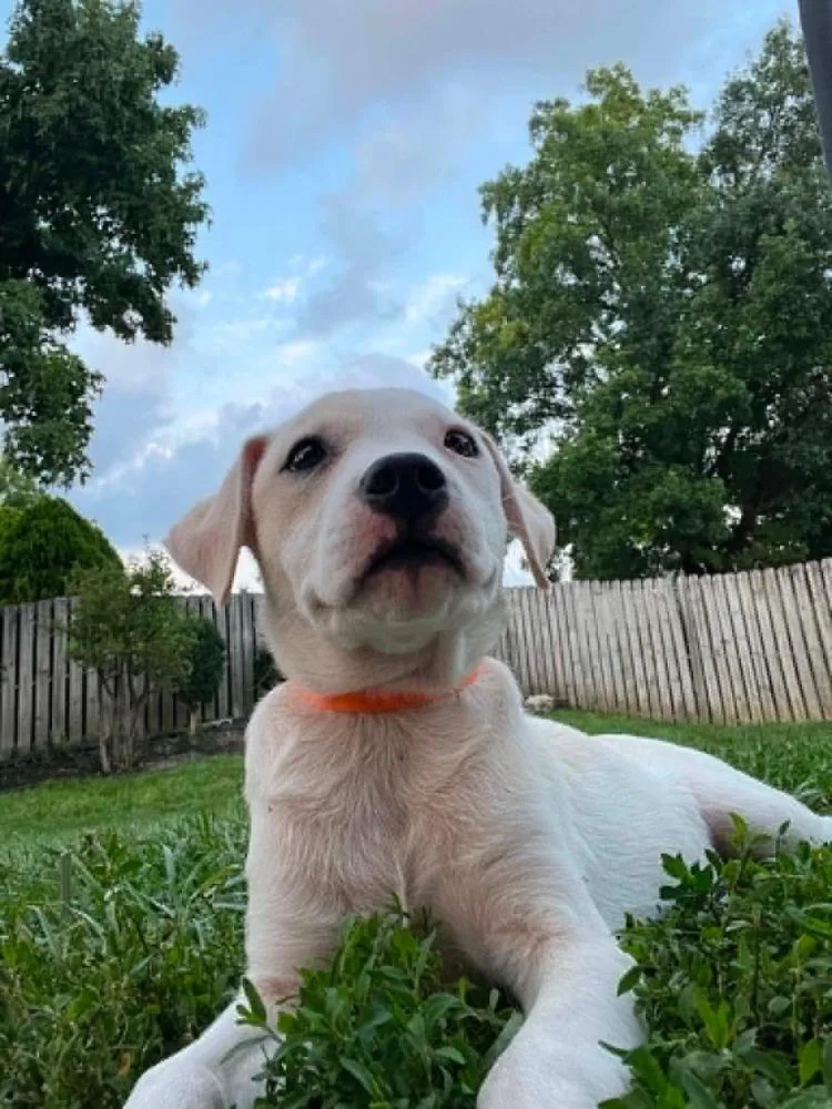 A baby medium-sized male White / Cream Labrador Retriever dog named Comida Blanca : Cottage for adoption in Aurora, IN