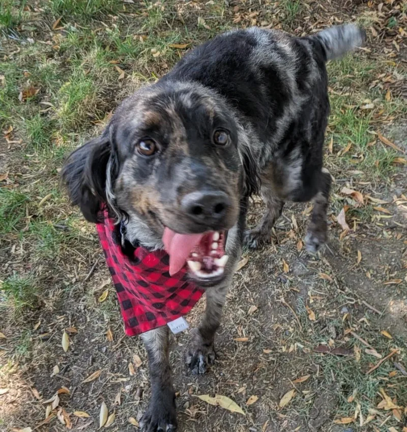 A young medium-sized male Spaniel dog named Sonny for adoption in Logan, UT