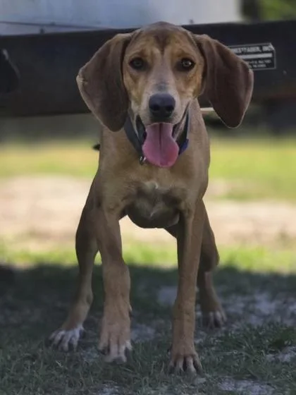 An adult medium-sized male Hound dog named Andrew for adoption in Conway, SC