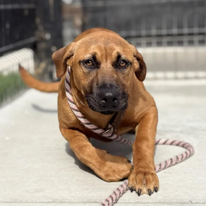 A baby medium-sized female Yellow / Tan / Blond / Fawn Pit Bull Terrier dog named Stormy for adoption in Long Beach, CA