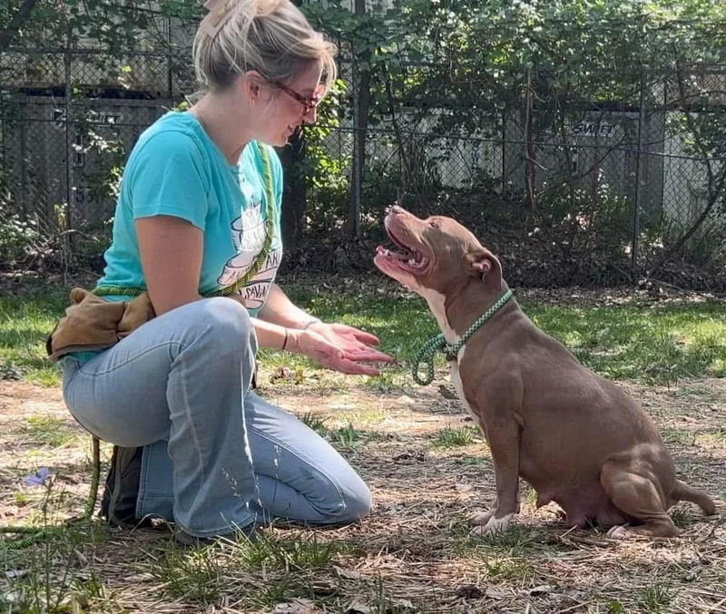 An adult medium-sized female Yellow / Tan / Blond / Fawn Pit Bull Terrier dog named Citronella for adoption in Chicago, IL
