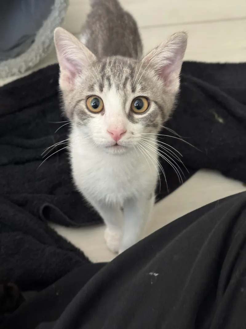 A baby small-sized male Tabby (Gray / Blue / Silver) Domestic Short Hair cat named Gizmo for adoption in Youngtown, AZ