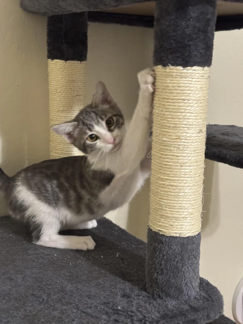 Gizmo thumbnail 2