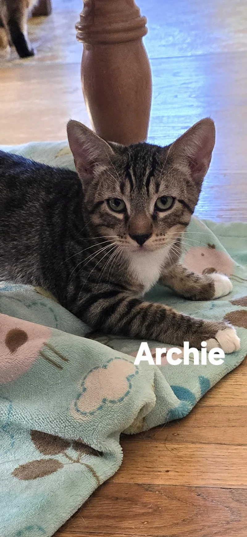 A baby medium-sized male Tabby (Brown / Chocolate) Tabby cat named Archie for adoption in Vacaville, CA