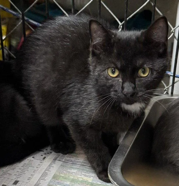 A young medium-sized male Domestic Short Hair cat named Binx for adoption in Apollo, PA