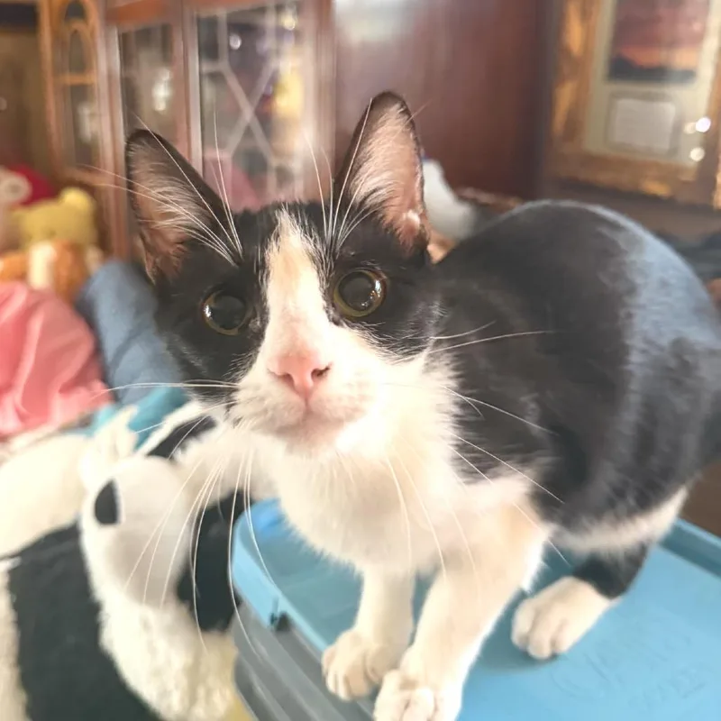 A young medium-sized female Black Domestic Short Hair cat named Rogue for adoption in Brownsboro, AL