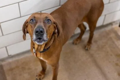 An adult large-sized female Redbone Coonhound dog named Maggie for adoption in Golden Valley, MN