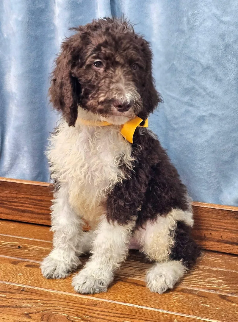 A baby medium-sized male Black Standard Poodle dog named Pesto for adoption in East Sparta, OH