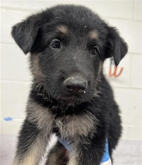 A baby small-sized male German Shepherd Dog dog named Jax for adoption in San Bernardino, CA