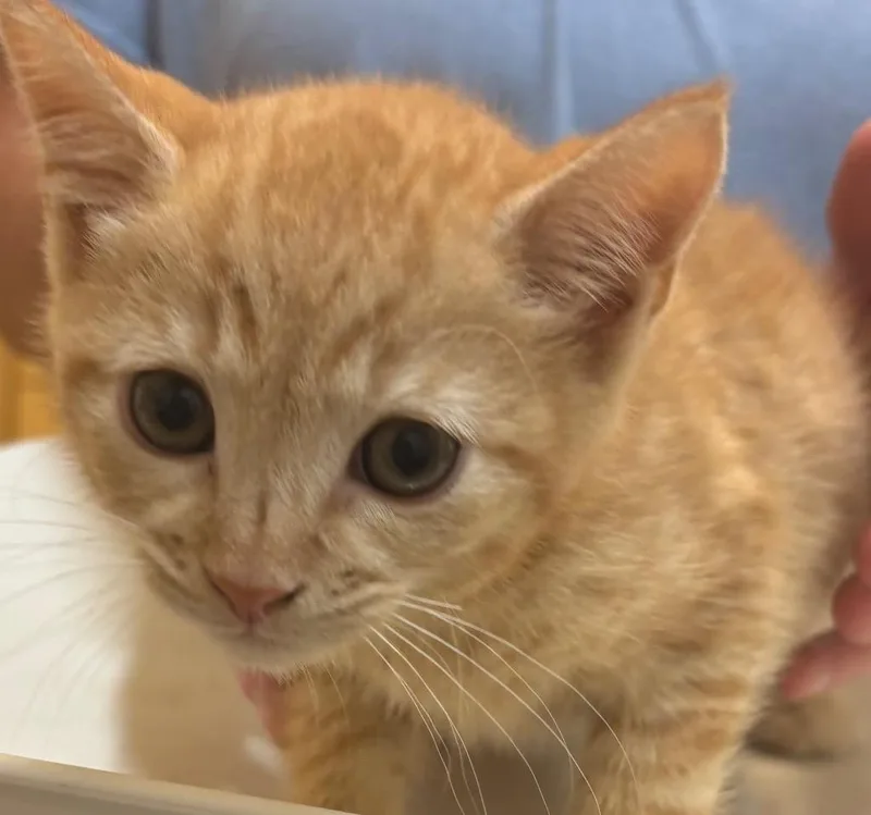 A baby small-sized male Domestic Short Hair cat named Rowan for adoption in Elizabethton, TN