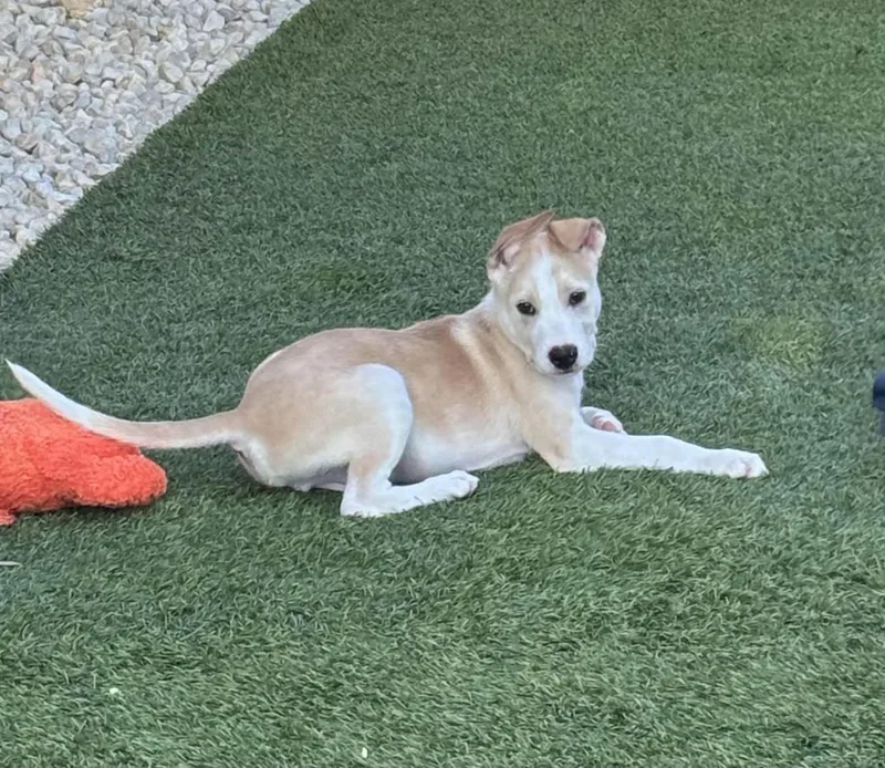 A baby medium-sized male Labrador Retriever dog named Timmy for adoption in San Antonio, TX