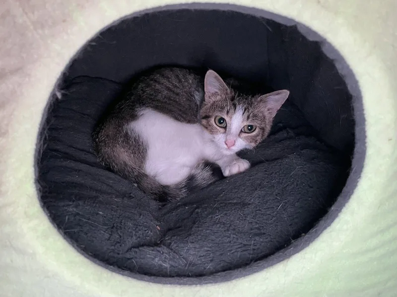 A baby medium-sized female Tabby cat named Rosie for adoption in Oxford, MS