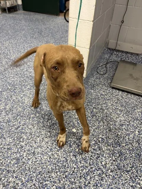 A young large-sized female Pit Bull Terrier dog named Flower for adoption in Thousand Palms, CA