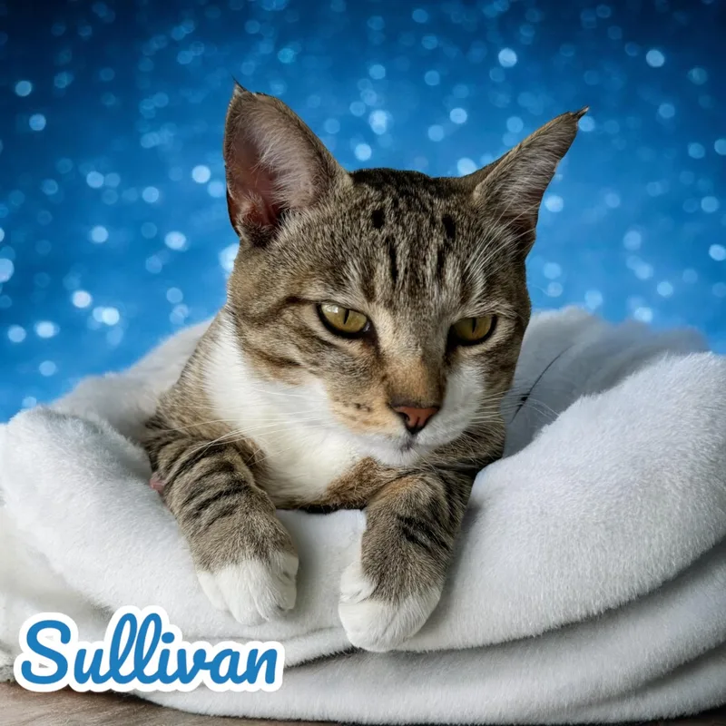 Sullivan