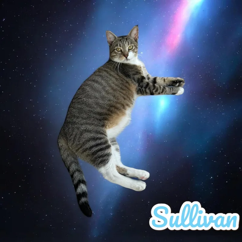 Sullivan thumbnail 2