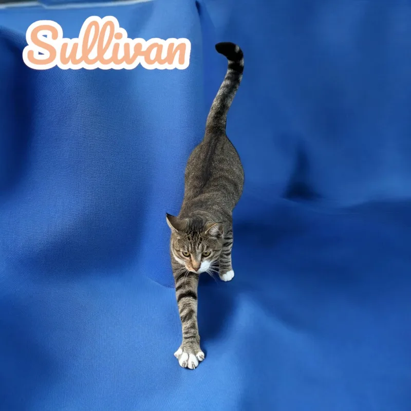 Sullivan thumbnail 5