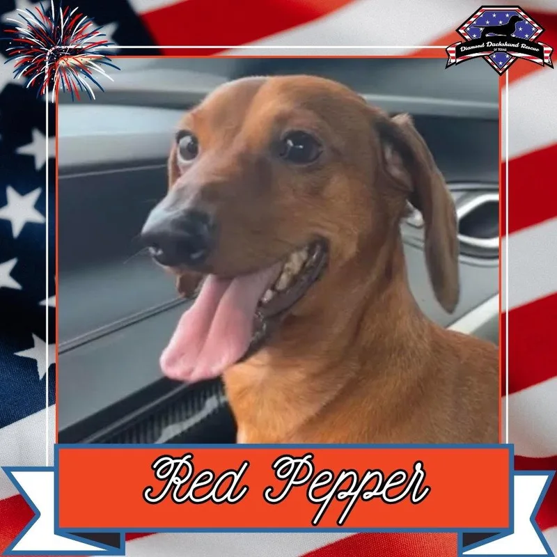 An adult medium-sized male Dachshund dog named Red Pepper for adoption in San Antonio, TX