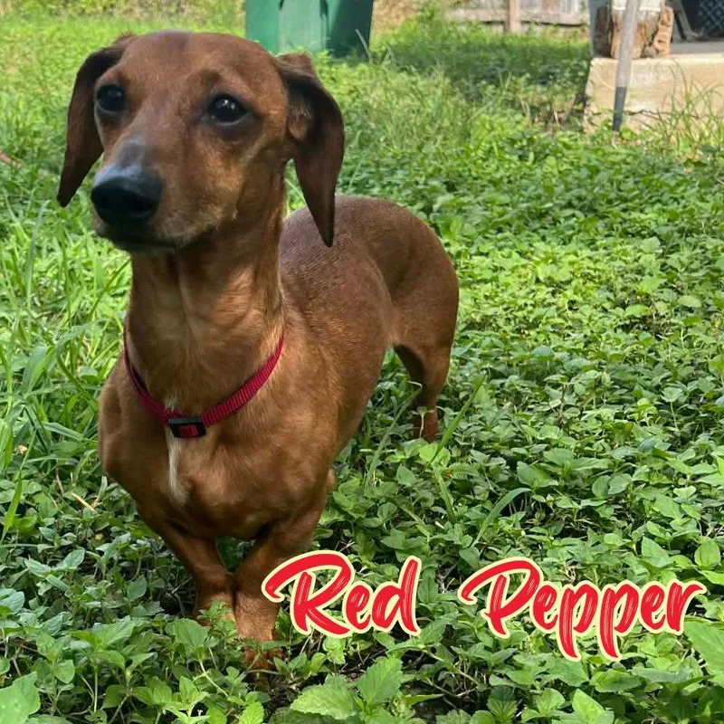 Red Pepper thumbnail 2