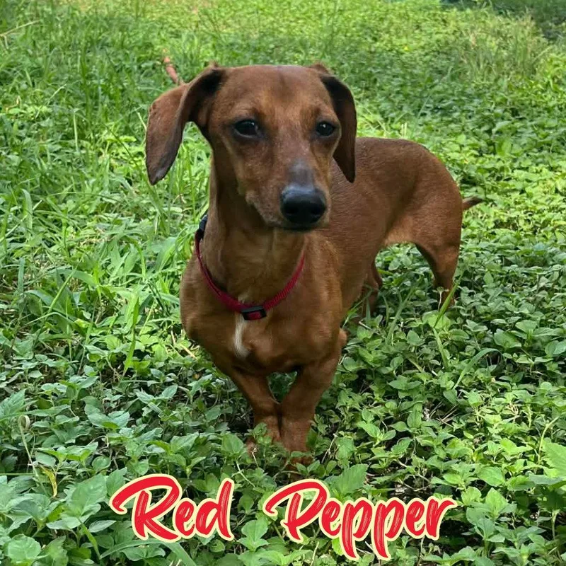 Red Pepper thumbnail 3