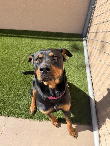 A young large-sized female Rottweiler dog named Bennie for adoption in San Diego, CA