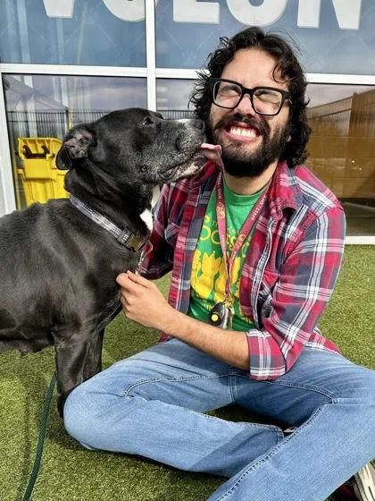An adult large-sized female Black Mixed Breed dog named Little Mamas for adoption in Wichita, KS