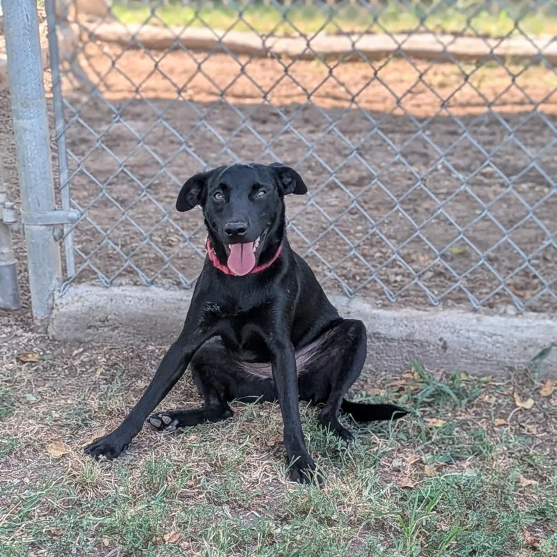 A young medium-sized female Black Mixed Breed dog named DShenzi for adoption in Tulsa, OK