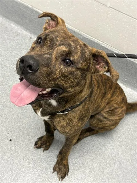 A young medium-sized male Pit Bull Terrier dog named Rick James for adoption in Indianapolis, IN